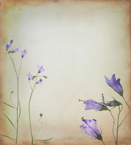 Fleurs fond — Photo