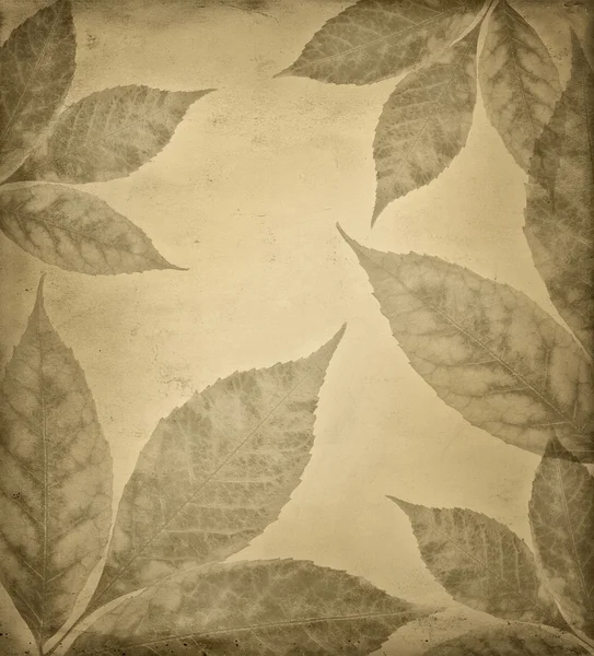 Листья фона — стоковое фото