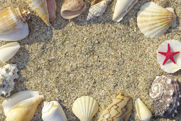 Conchas de mar con arena como fondo —  Fotos de Stock