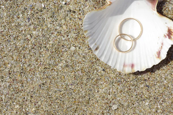 Two weddings rings on shell — Stock Photo, Image