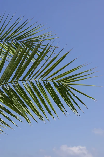 Branches of palm trees against the blue sky — Stock Photo, Image