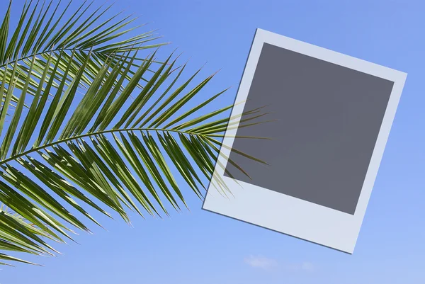 Frame with palm branch — Stock Photo, Image