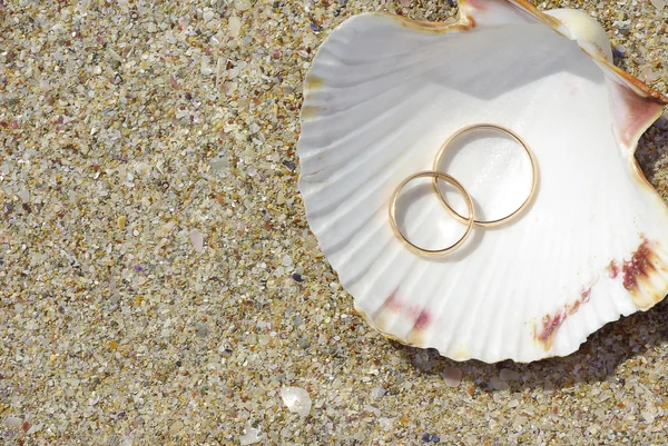 Dos anillos de bodas en concha Imagen de stock