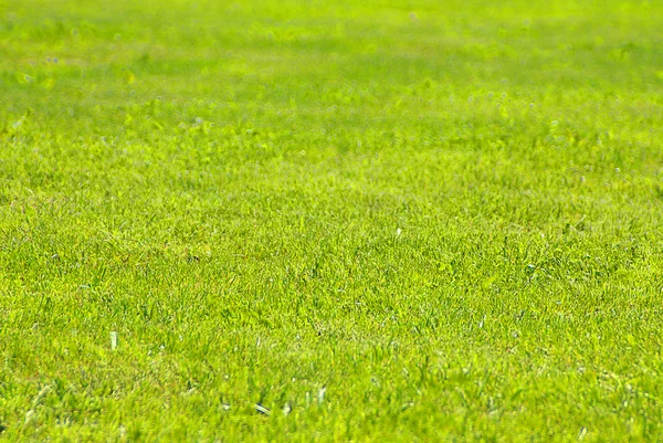 stock image Field of grass