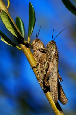 Grasshoppers mating clipart