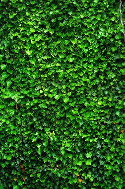 Green wall of Ivy leaves clipart