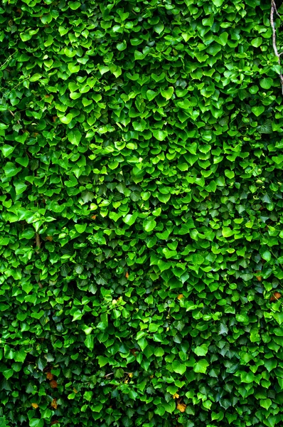 Borostyán levelek zöld fal — Stock Fotó