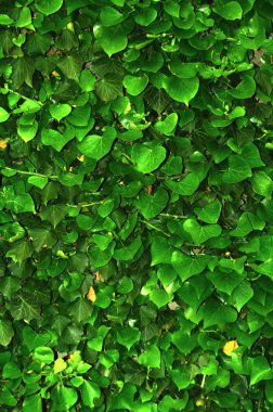 Sarmaşık yaprağı yeşil duvar