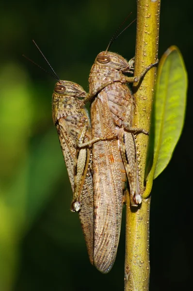 Grasshoppers mating — Stock Photo, Image