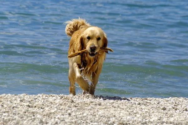 Mascota húmeda - perro — Foto de Stock