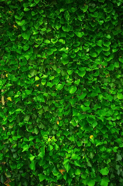 stock image Green wall of Ivy leaves