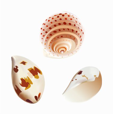 Sea shell clipart