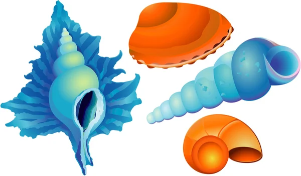 海贝壳 — 图库矢量图片