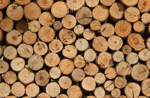Hintergrund aus trockenen Brennholzstämmen — Stockfoto