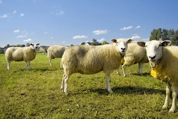Rebaño de ovejas de pie en un campo — Foto de Stock