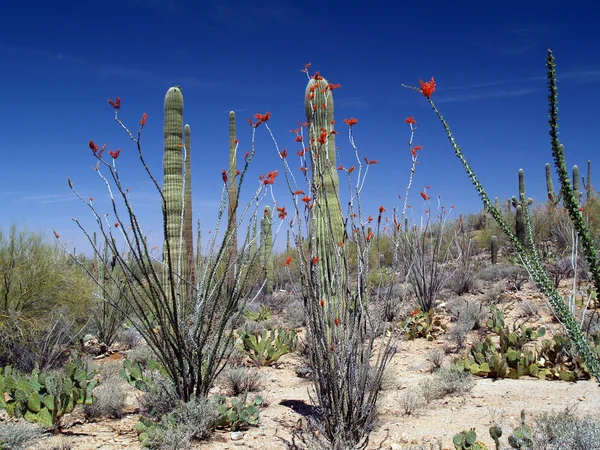 Saguaro National Park 2 — Stock Photo, Image