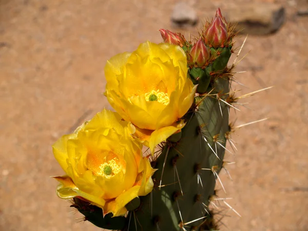 Cactus de pera espinosa Imagen de stock
