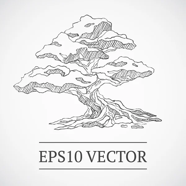 Árbol de bonsái vintage dibujado — Vector de stock