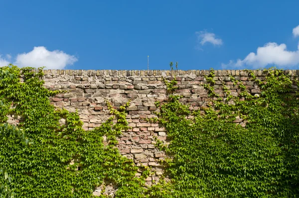 Vieux mur de briques entrelacé de lierre — Photo