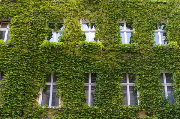 stock image Windows with ivy