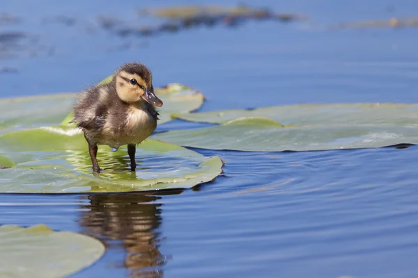 Duckling standing on a water lily leaf — Stock Photo, Image