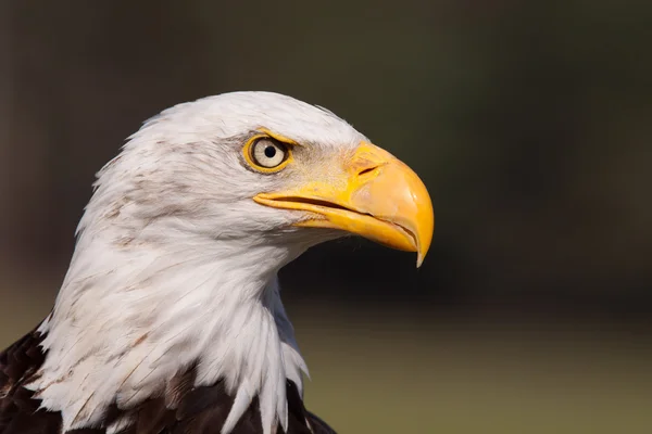 Portrait of an American bald eagle — Stock Photo, Image