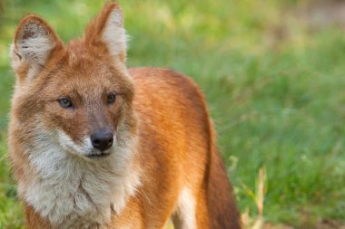 kırmızı köpek ya da bir Asya yaban köpeği olarak da bilinen bir dhole portresi