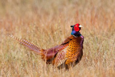 A common Pheasant in it's natural habitat clipart