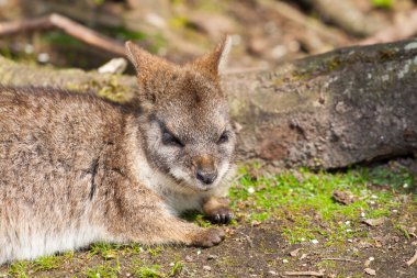 Uyuyan parma wallaby