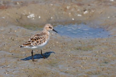 Küçük kuşu (Calidris minuta)