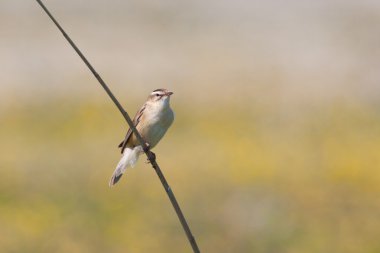 Çalı bülbülü (Acrocephalus schoenobaenus))