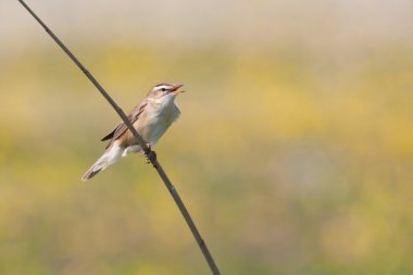 Saz kamışçını (Acrocephalus schoenobaenus) şarkı