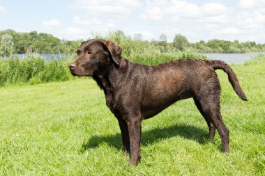 Wet brown labrador standing in a grass field clipart