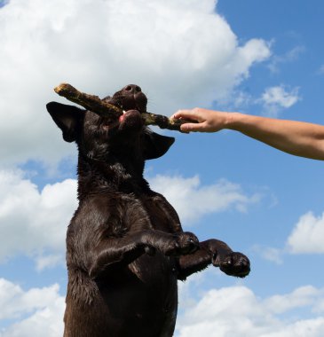 Dog jumps to grab a stick clipart