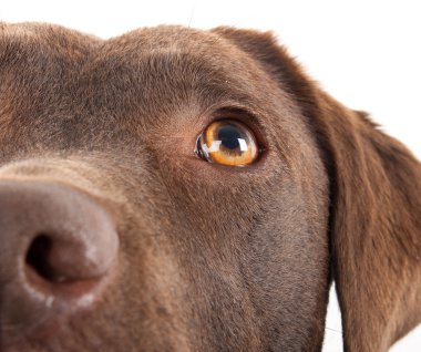 kahverengi labrador yakın çekim