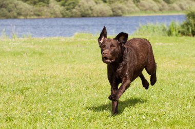 Brown labrador running clipart