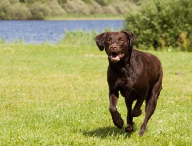 kahverengi labrador koşu