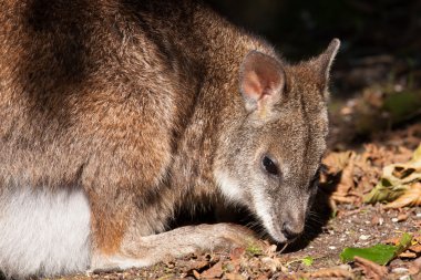 parma wallaby Hollandalı bir hayvanat bahçesi