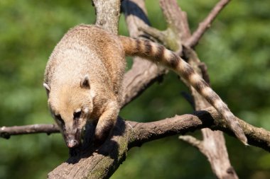 South American coati or ring-tailed coati (Nasua nasua) walking clipart