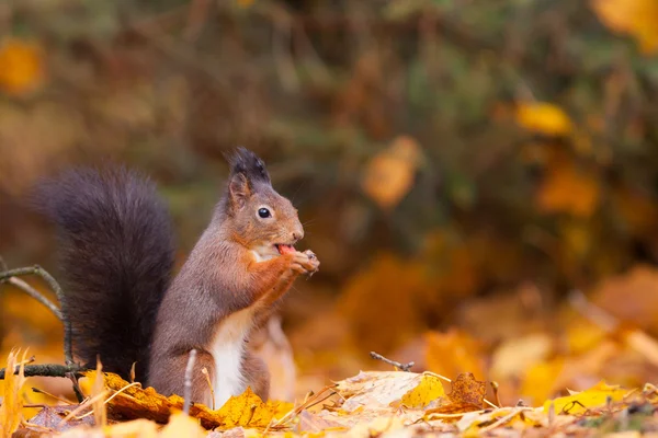 Esquilo vermelho na floresta comendo um amendoim — Fotografia de Stock