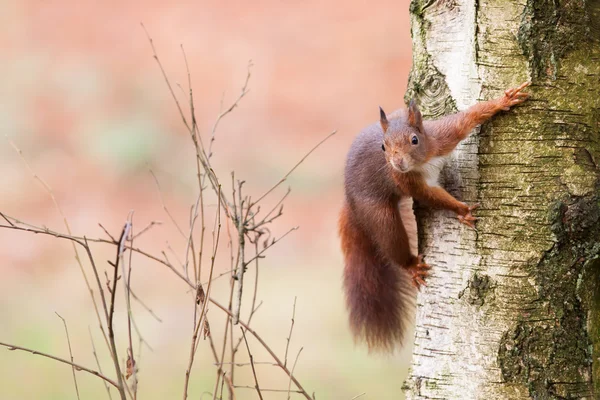 Ardilla roja en un árbol — Foto de Stock