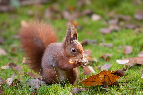 Wiewiórka w lesie jeść orzeszki ziemne — Zdjęcie stockowe