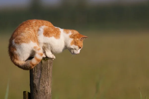 Gato vermelho em um poste olhando para o chão — Fotografia de Stock