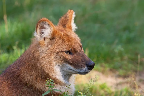 Portrét dhoula, také známý jako červený pes nebo asijský divoký pes — Stock fotografie