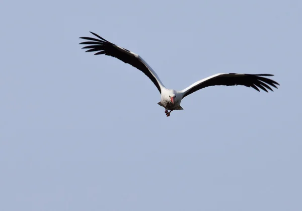 Cigüeña volando hacia el espectador — Foto de Stock