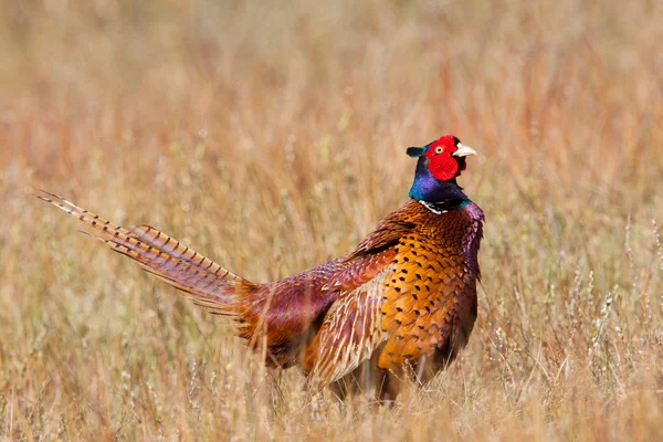 Обычный фазан в его естественной среде обитания — стоковое фото