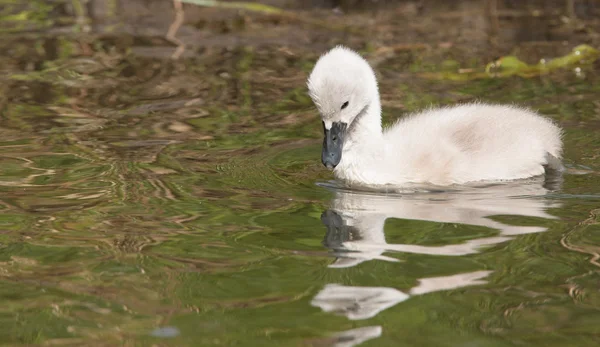 A cygnet is swimming in the water — Stock Photo, Image