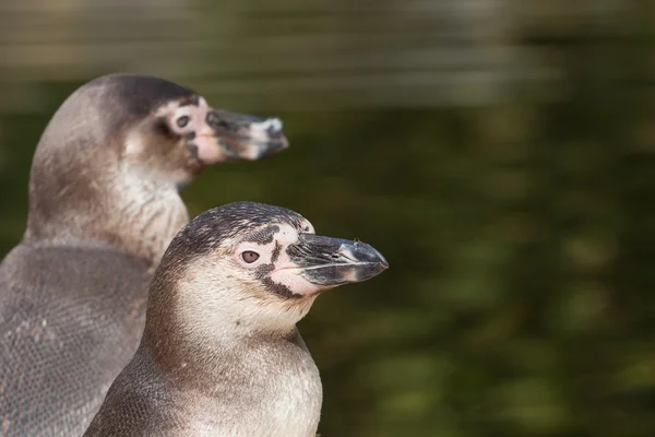 Humboldt-Pinguin-Porträt — Stockfoto