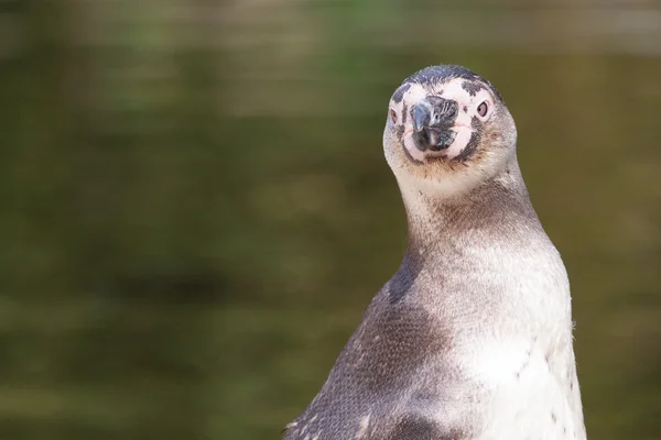 Portrét tučňák Humboldtův v zoo — Stock fotografie