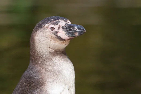 Retrato de pinguim Humboldt — Fotografia de Stock
